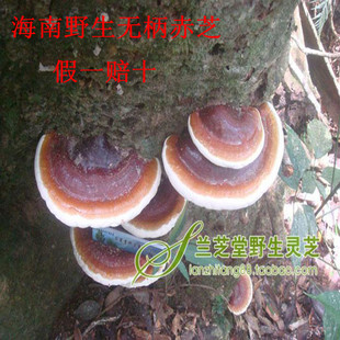  【买二件送50克】海南霸王岭野生无柄赤芝 大青山灵芝  可切片