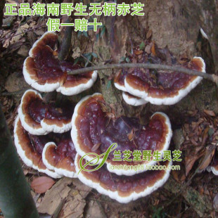  正品 海南霸王岭深山野生无柄赤芝 大青山灵芝（视频）假一赔十