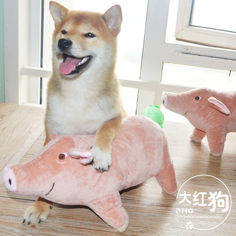抱着猪猪入睡!柴犬泰迪青春期玩具猪宠物抱枕猪玩具法斗狗狗伴侣|ruв категории животное/Животное питание и принадлежностей, кошка/собака игрушка, звучание игрушка - от Buy2taobao.com для оказания профессиональной услуги покупки агента Taobao