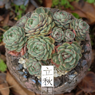 立秋园艺 多肉植物 苯巴蒂斯 苯巴 群生老桩