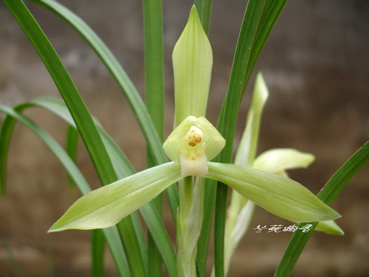 盆栽植物花卉 兰花\贵州春兰-素心在类目 鲜花速递/花卉仿真/绿植园艺, 花卉/绿植盆栽(新), 花卉中 - 来自Buy2taobao.com提供专业的淘宝代购服务