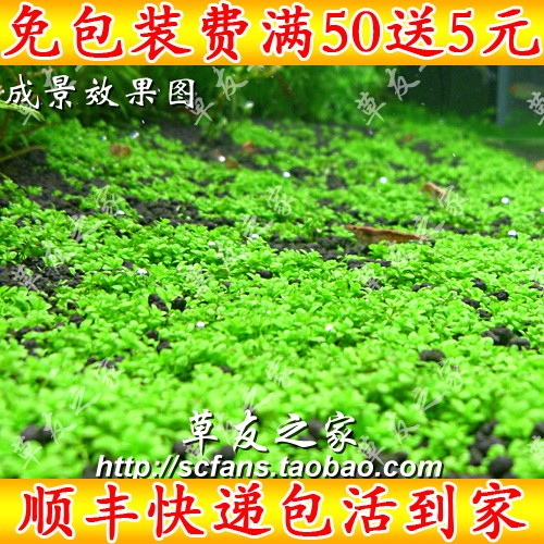 鱼缸装饰布局水草造景活体 迷你矮珍珠草皮草坪 前景草套餐真水草在类目 宠物/宠物食品及用品, 水族世界, 鱼缸等水族设备, 水草中 - 来自Buy2taobao.com提供专业的淘宝代购服务