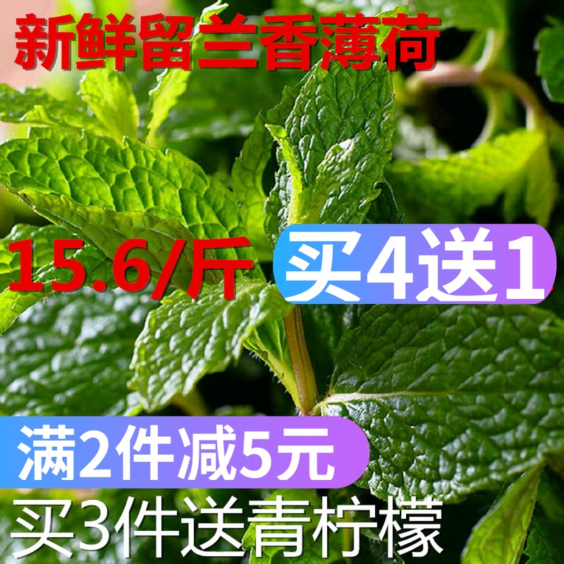 新鮮留蘭香薄荷葉現采西餐配菜料食用調酒薄荷500g在類目 水產肉類/新鮮蔬果/熟食, 新鮮蔬菜/蔬菜製品, 新鮮蔬菜, 其它中 - 來自Buy2taobao.com提供專業的淘寶代購服務
