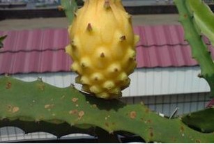 黄火龙果苗包邮,黄火龙果苗货到付款,火龙果苗