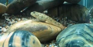 虾虎鱼 淡水观赏鱼 原生鱼 冷水鱼 冬天不用加温