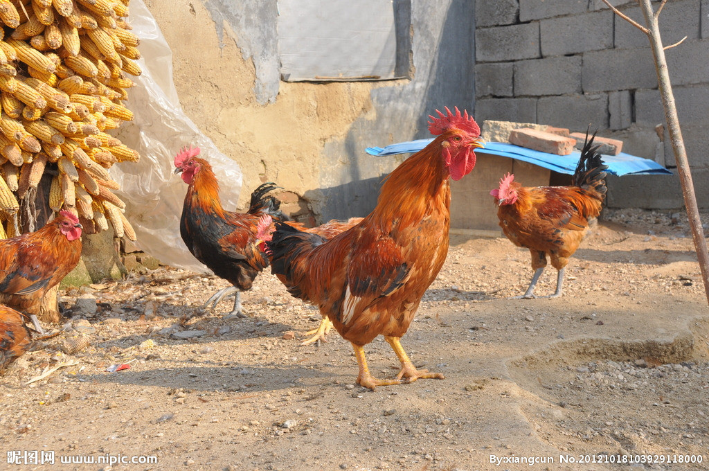 Farm Backyard Big cock 500G Mountain feeding Shopkeeper ensure Do not eat A grain of feed Pure ecological aquaculturein the Aquatic meat/Fresh fruits and vegetables/Cooked , Raw meat/Meat , Chicken , Whole chicken category - from Buy2taobao.com to provide professional Taobao agent buy service
