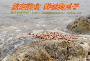  舌尖上的中国鲜活 海鲜 海螺丝海瓜子香珠 海瓜子海锥现货2件包邮