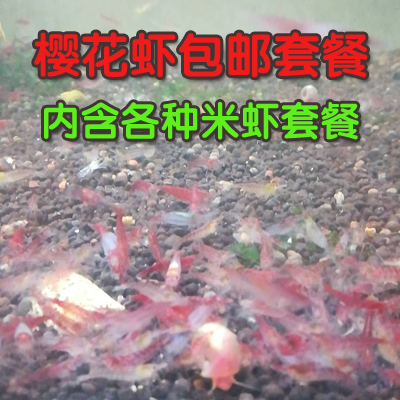 櫻花蝦活體包郵,除澡蝦活體,迷妳蝦活體,水族清潔蝦,除藻工具蝦在類目 寵物/寵物食品及用品, 水族世界, 蝦中 - 來自Buy2taobao.com提供專業的淘寶代購服務