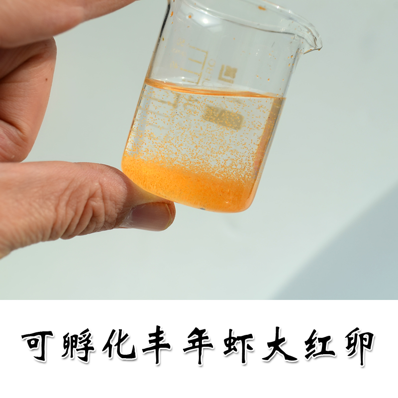 丰年虾卵可孵化大红卵青藏丰年虾卵孔雀鱼 小鱼开口鱼食活体饲料|ruв категории животное/Животное питание и принадлежностей, аквариум мира, декоративные рыбы кормов - от Buy2taobao.com для оказания профессиональной услуги покупки агента Taobao