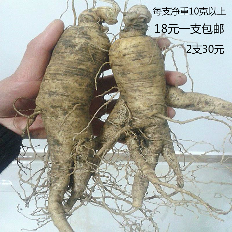 Qinling Mountains Farm Super American ginseng Orthodox school Ginseng Guangdong ginseng American ginsengin the Traditional nourishing food , Ginseng tonic , American ginseng category - from Buy2taobao.com to provide professional Taobao agent buy service