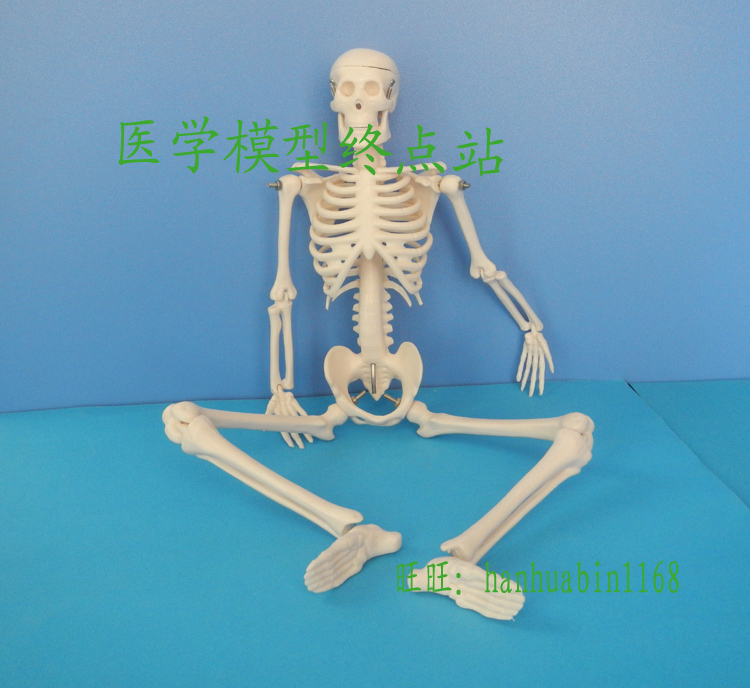 45CM Human Skeleton Model Non-toxic pvc texture of material Skeleton model Mini Human Skeleton Modelin the Electronic Dictionary/Electronic paper book/Stationery , Teaching demonstration/Display notices supplies , Teaching equipment/Experimental Equipment category - from Buy2taobao.com to provide professional Taobao agent buy service