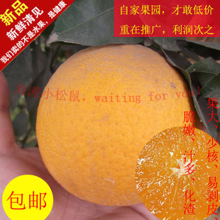  清见 青见 新鲜 水果 橙子 丑柑嫁接 不知火的母本 10斤起 现摘