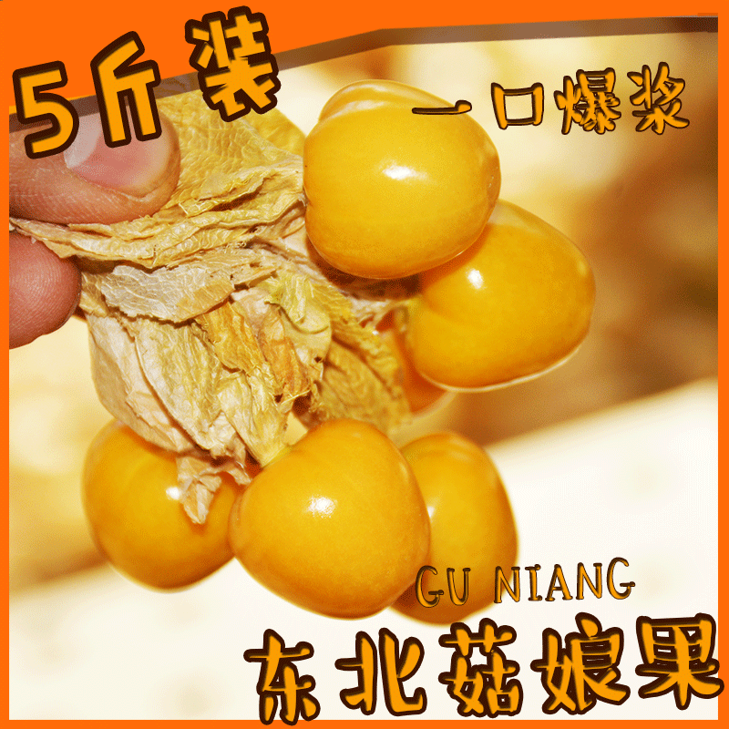 姑娘果灯笼果 东北菇娘果5斤包邮 新鲜水果当季整箱 7月发在类目 水产肉类/新鲜蔬果/熟食, 新鲜水果, 其它中 - 来自Buy2taobao.com提供专业的淘宝代购服务