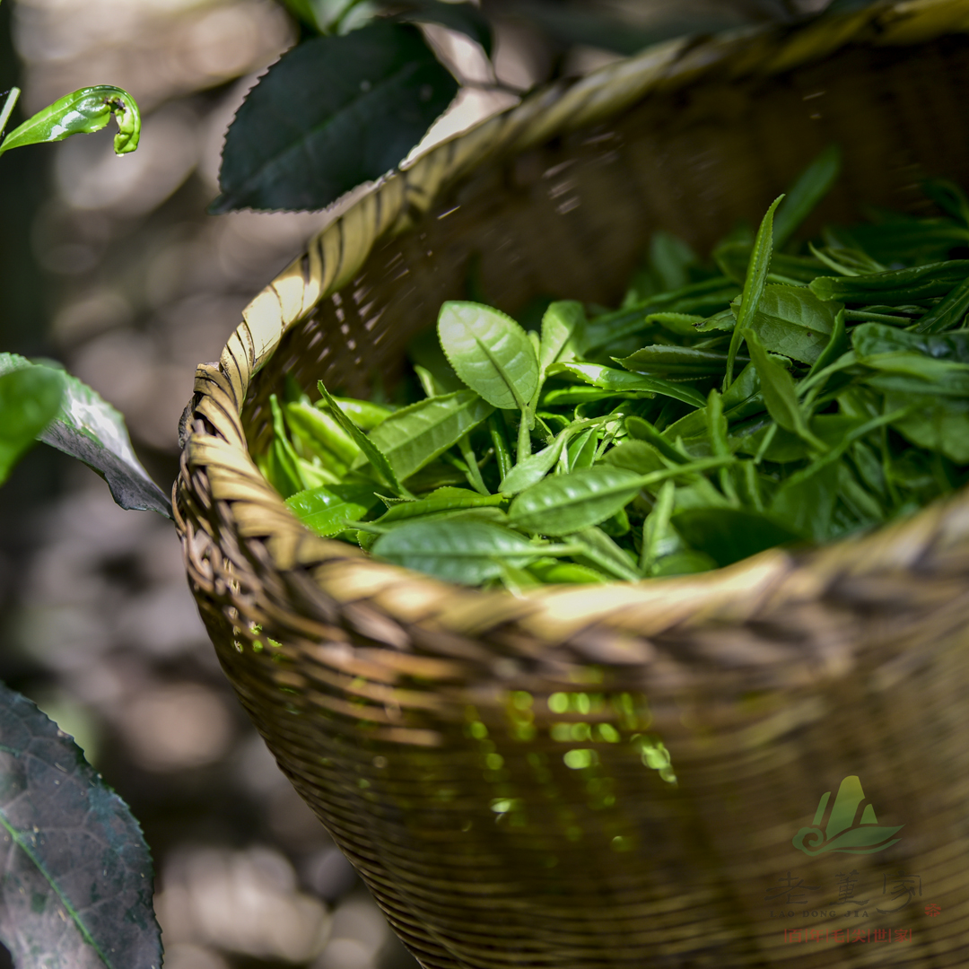 2019信阳毛尖大山新茶 板栗香高山大叶茶 猴儿石老董家在类目 茶, 绿茶(新), 信阳毛尖中 - 来自Buy2taobao.com提供专业的淘宝代购服务