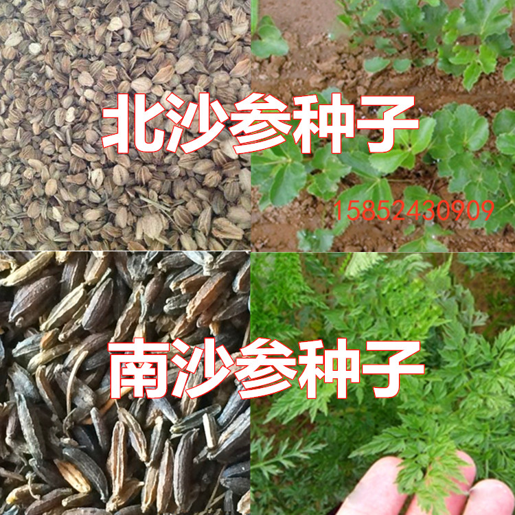 北沙参种子 中药材种子 中草药种子 海沙参 银条参 南沙参种子在类目 鲜花速递/花卉仿真/绿植园艺, 花卉/蔬果/草坪种子(新), 家庭园艺种子中 - 来自Buy2taobao.com提供专业的淘宝代购服务