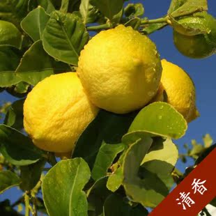  #超值九块九#新鲜黄柠檬 水果 独立包装现摘 特产柠檬9.9包邮