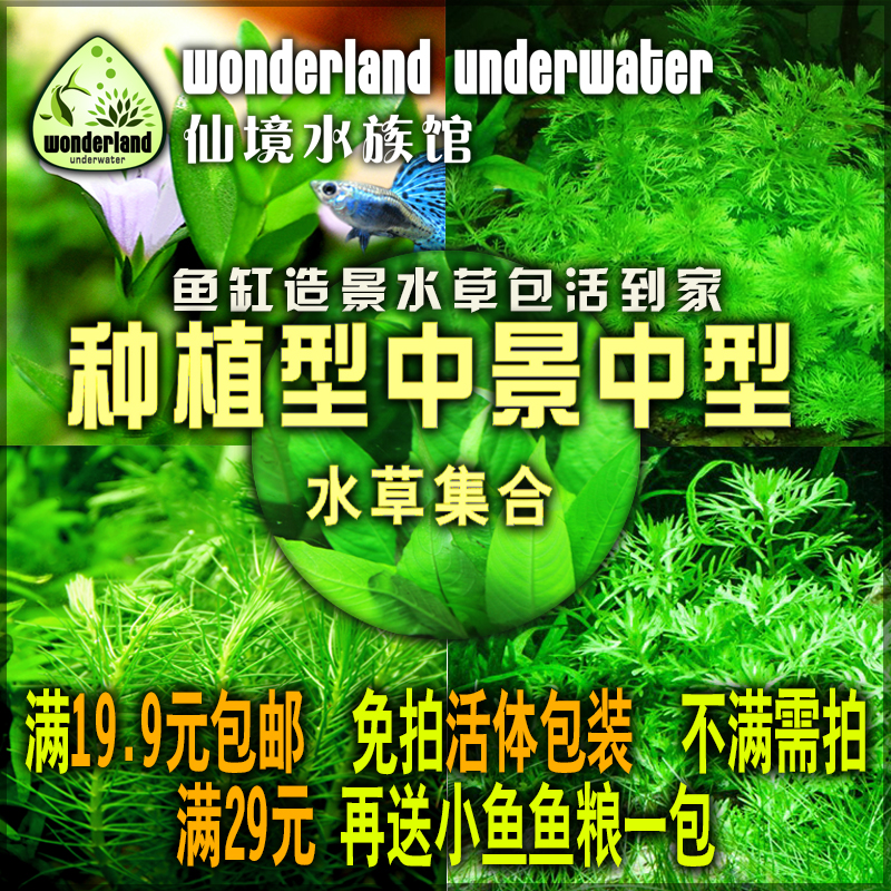 仙境包邮水族箱鱼缸造景草虾缸沉木水草造景套餐种植型中景中型草|ruв категории животное/Животное питание и принадлежностей, аквариум мира, аквариум аквариум оборудования и т.д., тростник - от Buy2taobao.com для оказания профессиональной услуги покупки агента Taobao