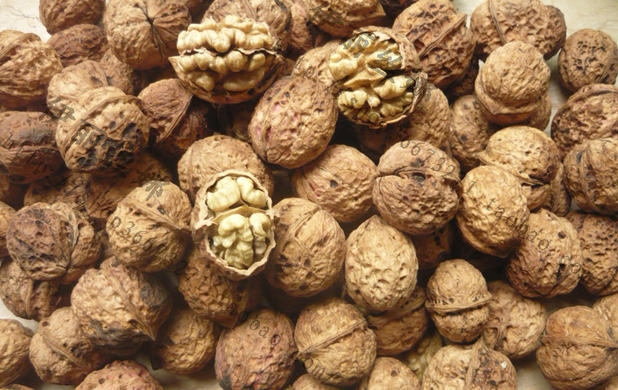 2018年 新核桃 生核桃 坚果 炒货|msdalam kategori makanan ringan/Nuts/Specialty, Hickory/Nuts/pemanggangan, kadbod/Walnut - dari Buy2taobao.com untuk memberikan perkhidmatan ejen Taobao profesional membeli
