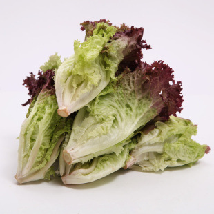  嘉仕 有机有机紫砂生菜  有机蔬菜 新鲜蔬菜 生菜 上海新鲜配送