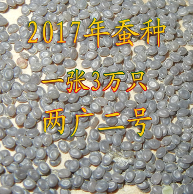 2017年蚕种 两广二号 蚕种 桂蚕二号 蚕卵 蚕子 白蚕 蚕宝宝 蚕种|ruв категории животное/Животное питание и принадлежностей, рептилии/насекомых и принадлежностей, 蚕宝宝 - от Buy2taobao.com для оказания профессиональной услуги покупки агента Taobao