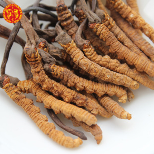  非凤即龙 冬虫夏草正品 西藏特级野生虫草 4条/克 买3克送阿胶