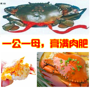  鲜活 三门青蟹 膏蟹 肉蟹 海螃蟹帝王蟹 海鲜水产 1公1母共1.5斤
