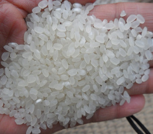  苏北农家自种大米 新米农家绿色无污染