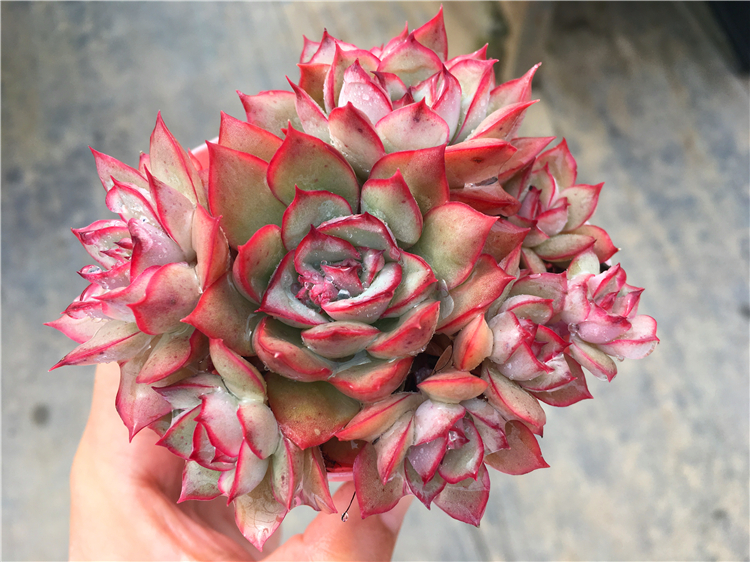 Moonlight goddess super state Bouquet greenhouse Direct selling Green plant Potted plantin the Flower delivery/Flowers simulation/Plants gardening , Creative mini-plant category - from Buy2taobao.com to provide professional Taobao agent buy service