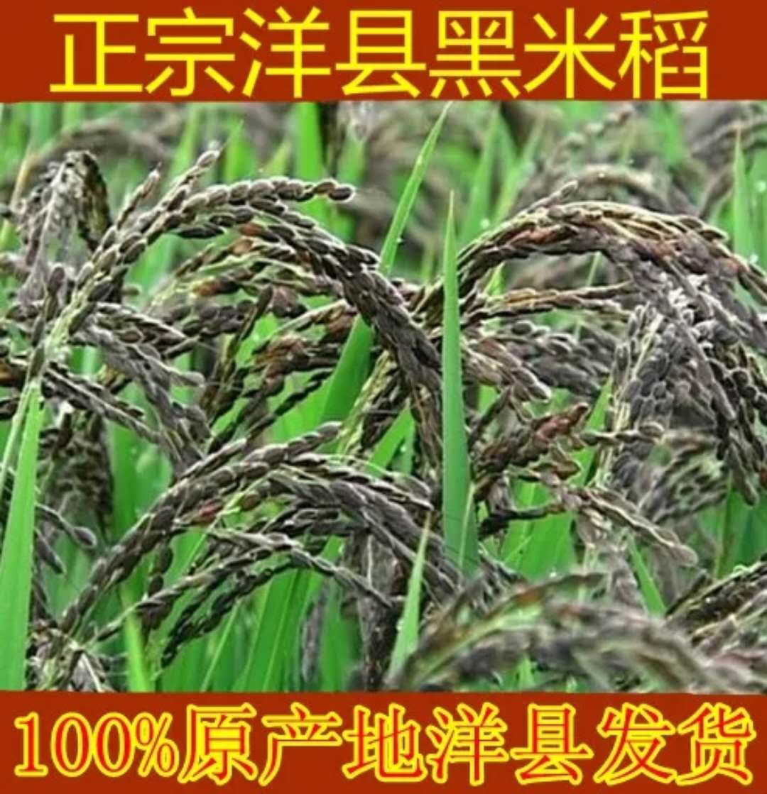 正宗洋县黑稻谷黑米种子水稻高产种子500克黑米稻种子送资料送花在类目 粮油米面/南北干货/调味品, 米/面粉/杂粮, 米类, 黑米中 - 来自Buy2taobao.com提供专业的淘宝代购服务