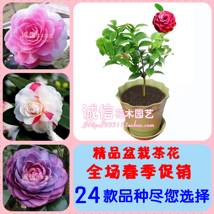 www.shanpow.com_盆栽茶花的养殖方法和注意事项。