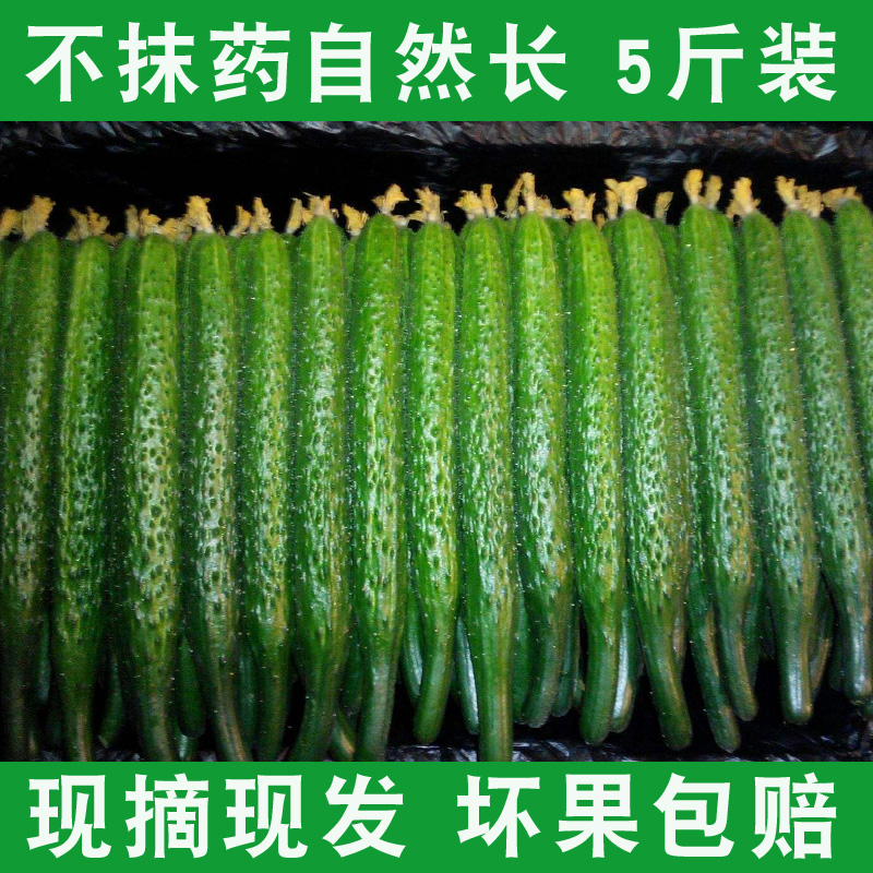 5斤装山东黄瓜新鲜农家水果小黄瓜腌制蔬菜无农药现摘现发|msdalam kategori daging perikanan/Buah-buahan segar dan sayur-sayuran/dimasak, sayur-sayuran segar/Vegetable Products, sayur-sayuran segar, lain - dari Buy2taobao.com untuk memberikan perkhidmatan ejen Taobao profesional membeli