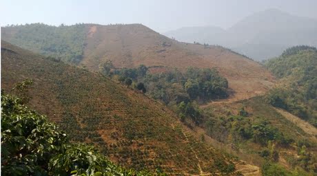 云南 咖啡 潞江高海拔阴干卡蒂姆 生豆 茉莉花柠