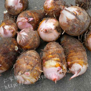  江家塘生态农场 新鲜芋头 芋艿 毛芋 高山绿色蔬菜 粉糯好吃的