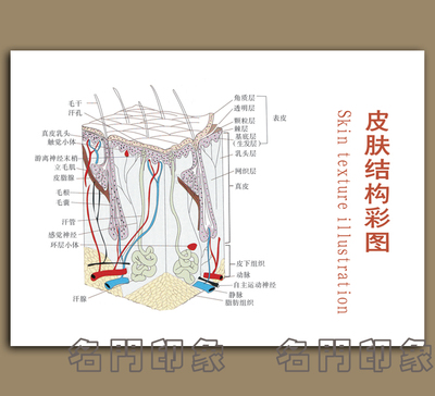 单联无框装饰挂壁墙画现代院皮肤结构示意图皮肤美容医疗保健