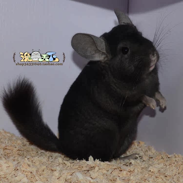 Living all Black Dragon for sale cat pet baby DD round face public health March-old national freight