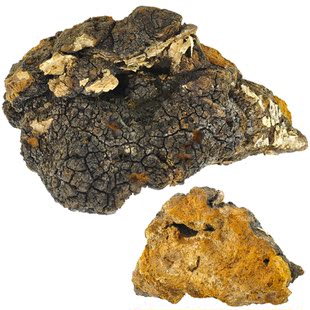  长白山野生 桦褐灵芝 桦褐层孔菌泪 白桦茸  可切块