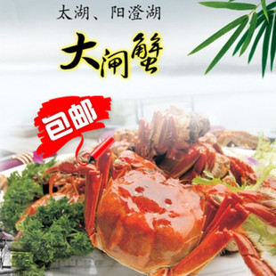  大闸蟹母螃蟹1.5-1.9两 正宗江苏大闸蟹 家庭海鲜  8只包邮鲜活蟹