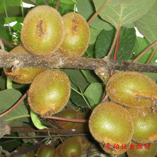  20斤猕猴桃酿酒辅料套餐 包括法国进口酵母果胶酶等 爆款促销