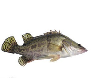 鲜活水产海鲜黄金鳜鱼桂鱼一条1.3斤左右西安