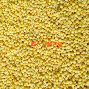  陈大力五常稻花香大米店之五常  大黄米