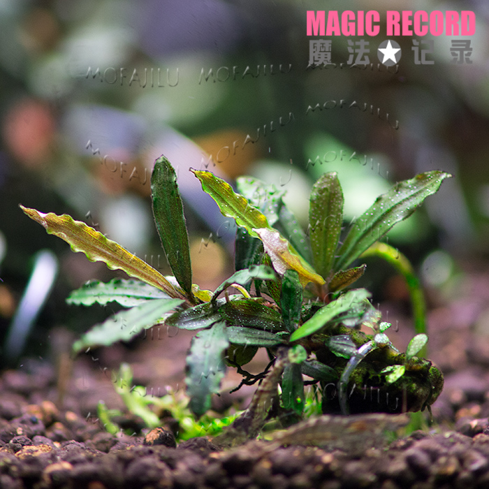 〓魔法记录〓水下叶辣椒榕 迷你蓝/虾缸小型鱼缸造景水草在类目 宠物/宠物食品及用品, 水族世界, 鱼缸等水族设备, 水草中 - 来自Buy2taobao.com提供专业的淘宝代购服务