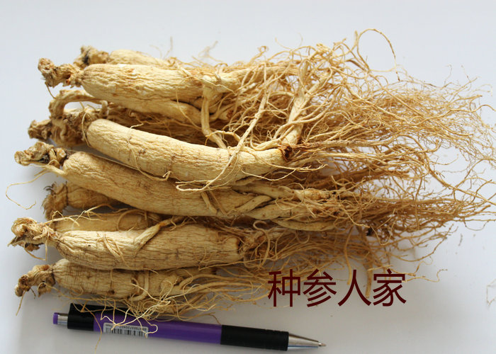 6年生曬參 白參 人參原皮無硫磺 半斤只要168元 14-15顆左右半斤在類目 傳統滋補營養品, 參類滋補品, 人蔘/園參中 - 來自Buy2taobao.com提供專業的淘寶代購服務
