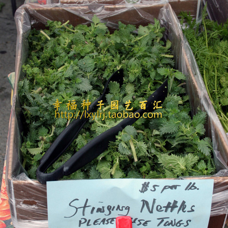 【食用杂交荨麻种子】意大利进口治疗前列腺肥