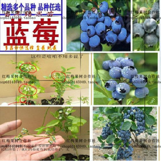 蓝莓苗 适合北方 南方种植 蓝莓苗盆栽果树苗 当