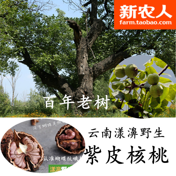 云南漾濞野生尖嘴娘青紫衣核桃薄皮孕妇核桃原味非核桃仁两份包邮在类目 零食/坚果/特产, 山核桃/坚果/炒货, 核桃/纸皮核桃中 - 来自Buy2taobao.com提供专业的淘宝代购服务