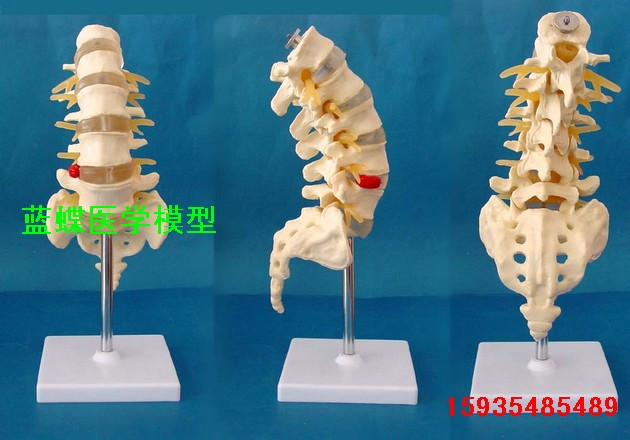 人体尾椎骨 人体模型人体腰椎 人骨人体骨骼医学教具 人体骨架