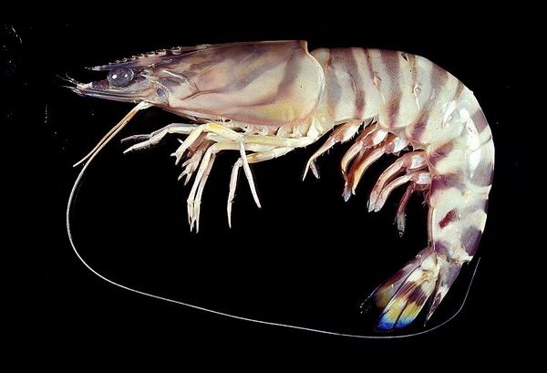 当天捕 舟山野生大明虾 新鲜对虾 竹节虾花尾虾 斑节虾 车虾 500g优惠价168.00元,舟山野生大明虾精心为您挑选-麦尔网购导航-网购宝