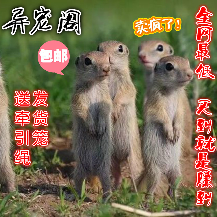 土拨鼠活体宠物幼崽旱獭国产迷你网红土拔鼠松鼠进口黑尾土拨鼠|msdalam kategori haiwan peliharaan/makanan haiwan dan bekalan, haiwan kesayangan yang lain, haiwan kesayangan yang lain - dari Buy2taobao.com untuk memberikan perkhidmatan ejen Taobao profesional membeli