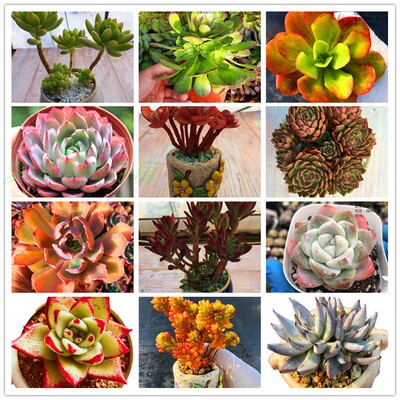 超便宜福利全状态果冻色老桩多肉植物肉肉超萌满包邮DUODUOPlant