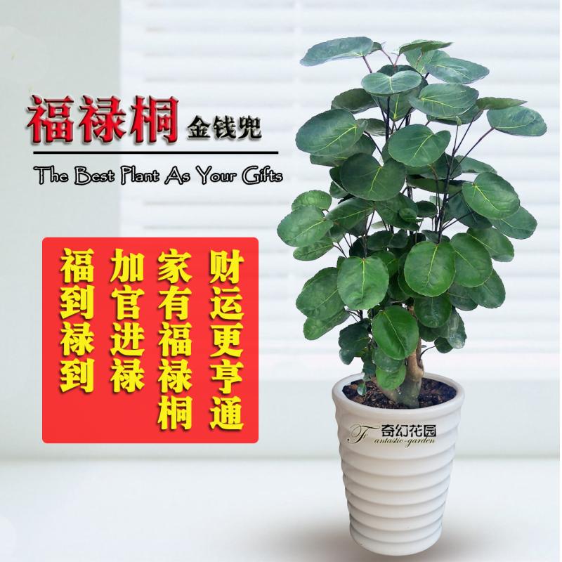 青岛金钱兜盆栽福禄桐绿植乔迁新居开业礼品风水植物开车送礼佳品在类目 鲜花速递/花卉仿真/绿植园艺, 花卉/绿植盆栽(新), 绿植中 - 来自Buy2taobao.com提供专业的淘宝代购服务